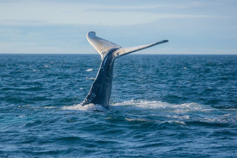 canada-experience-coda-balena