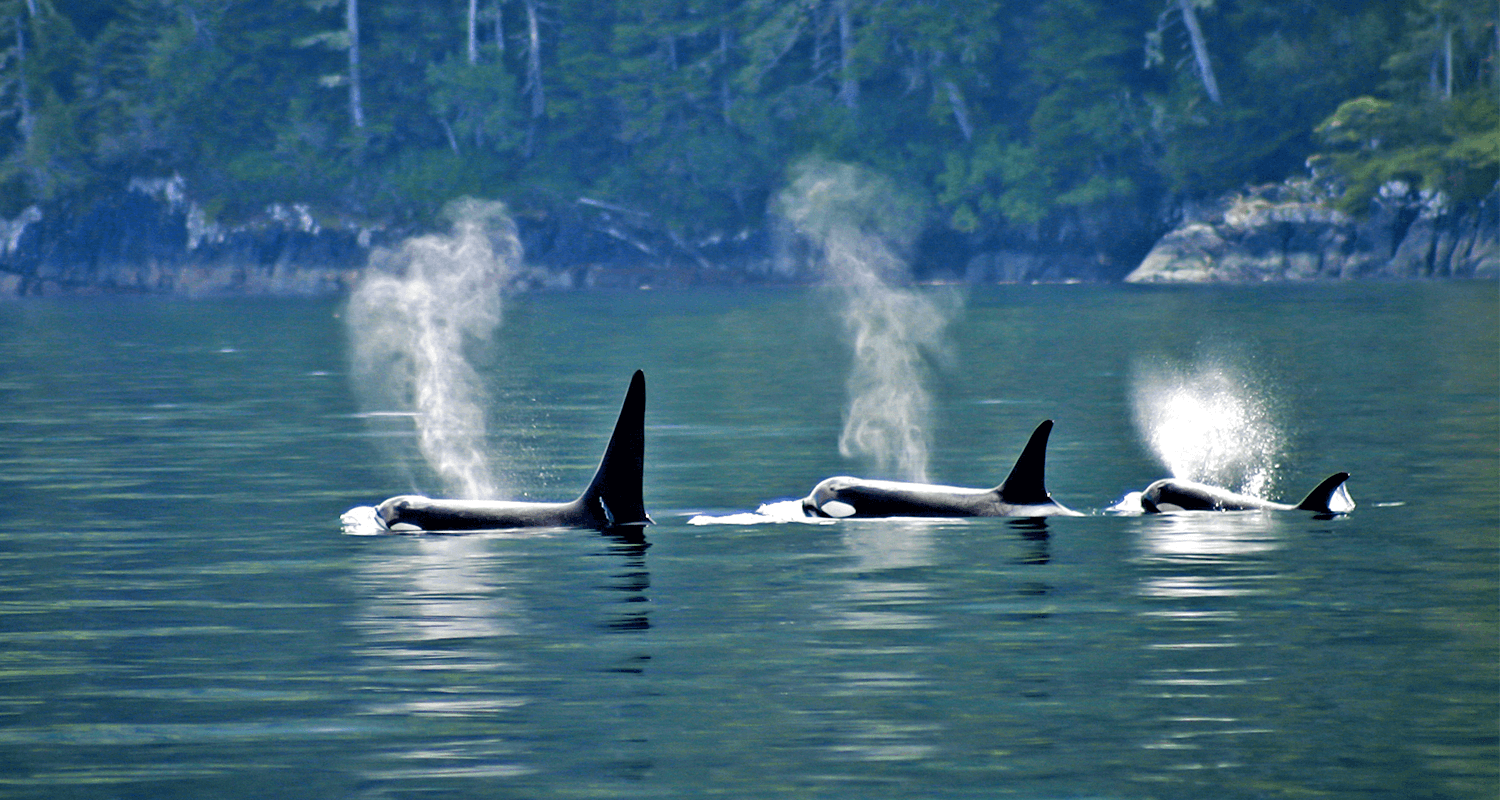 Orche-Telegraphcove-isola-Vancouver-ecoturismo