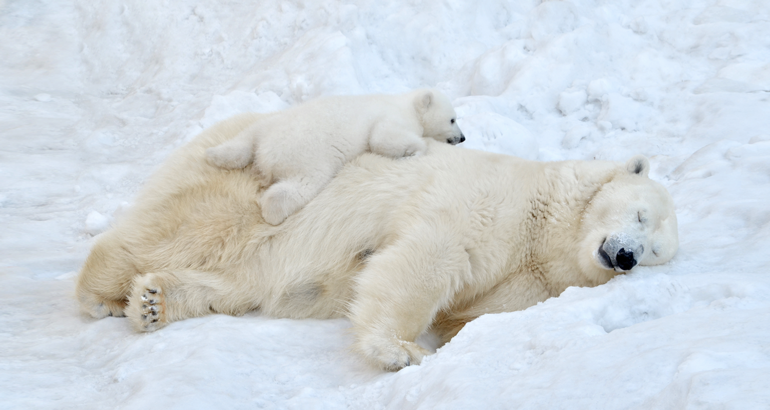 orso-polare-dorme-cucciolo