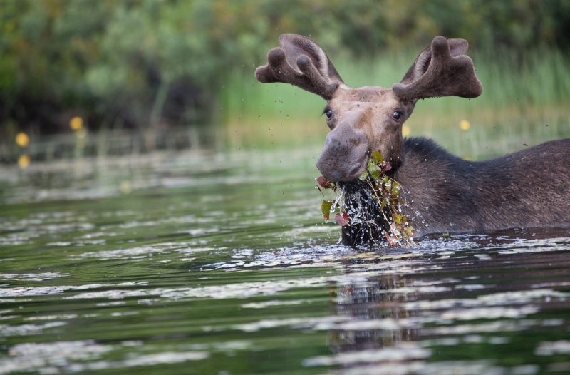 canada-experience-parco-algonquin-alce-fiume-credit-Berlinguette-featured