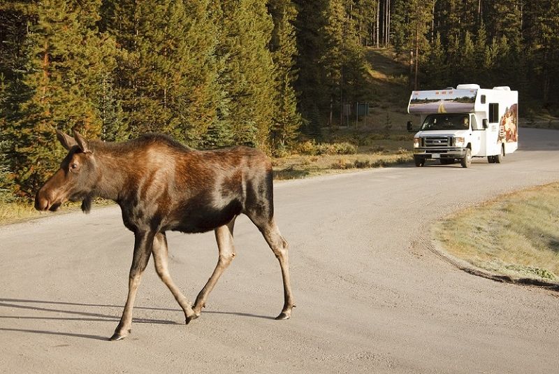 canada-experience-viaggio-in-camper-natura-alce