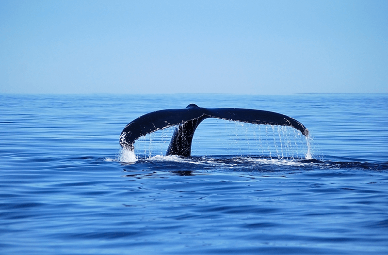 canada-experience-balena-coda-natura-canadese-partenze-garantite