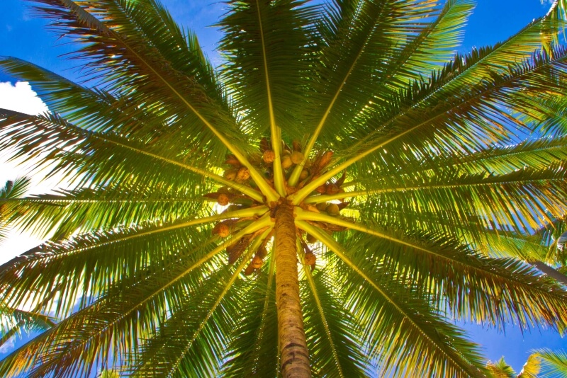 canada-experience-bora-bora-Vavau-4WD-palm-tree