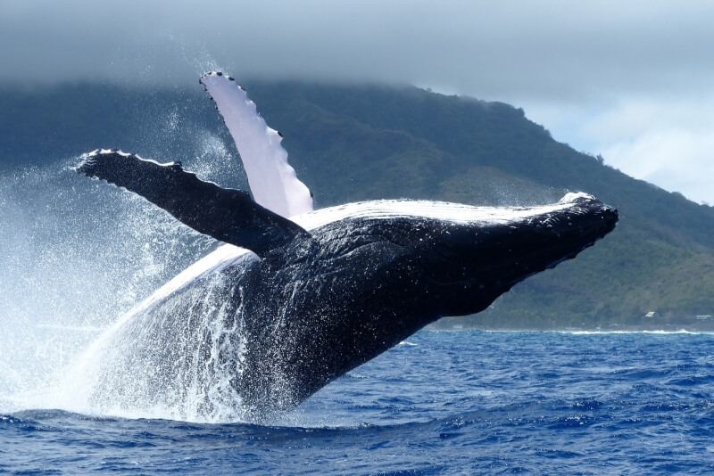 canada-experience-bora-bora-Whale-watching-Reef-Discovery