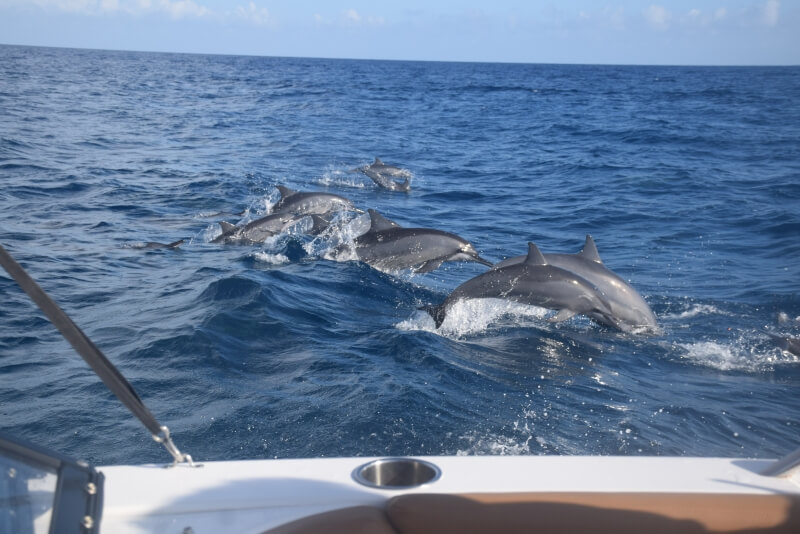 canada-experience-moorea-dolphins-Manahau-Boa
