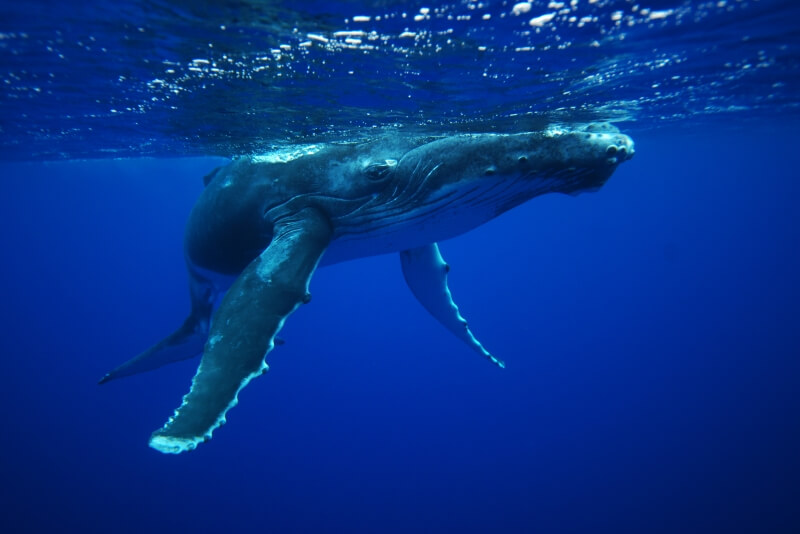 canada-experience-papeete-whale-underwater-Fluid-Tahiti