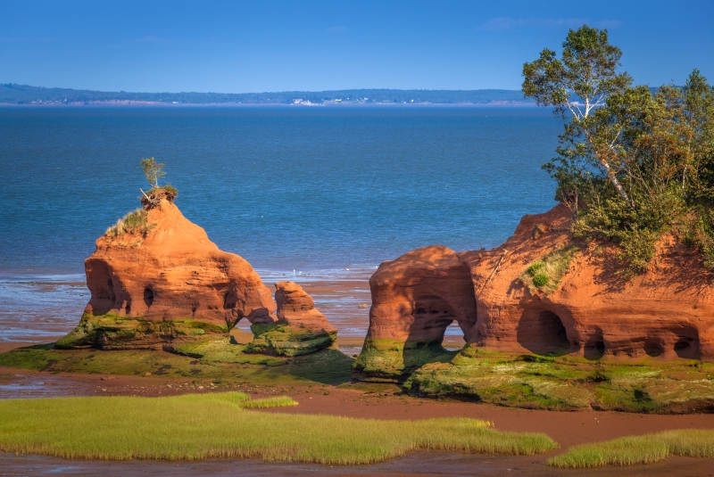 canada-experience-baia-fundy-arenaria-erba