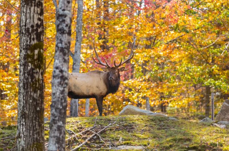 canada-experience-alce-autunno-foliage-featured