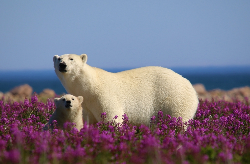 canada-experience-orsa-polare-con-cucciolo-campo-fiorito-featured