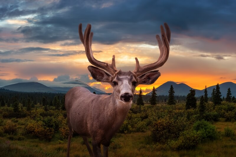 canada-experience-Yukon-cervo-tramonto-featured