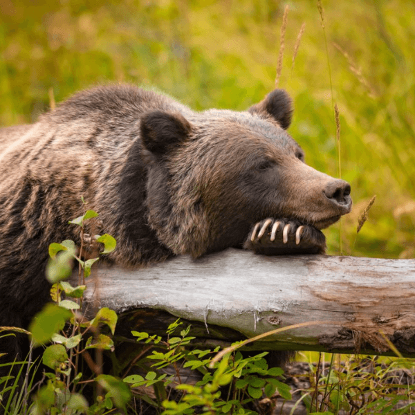 canada-experience-wildlife-experience-cluster-scaled